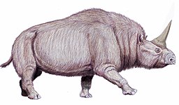 Image of Elasmotherium tiberius ДиБгд [CC BY-SA 4.0 (https://creativecommons.org/licenses/by-sa/4.0)]