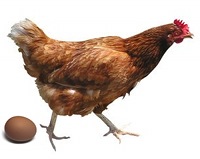 Image of a chicken and egg. (C) Michal Zacharzewski and Levi Szekeres Used by permission