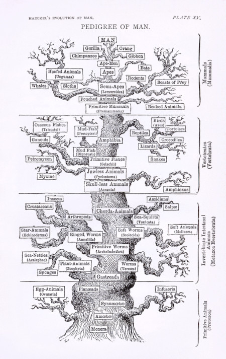 Image of Haekel's Pedigree of Man Tree of Life PD.