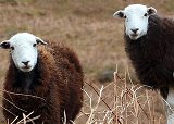 Image of Herdwick Sheep. Used by permission