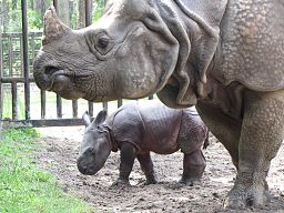 Image of Indian Rhinoceros