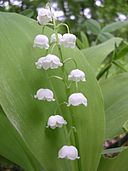 Image of Lily of the Valley flowers