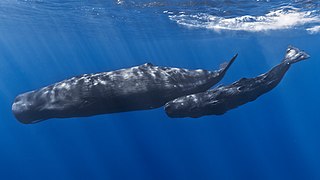 Images of Mother Sperm Whale and calf. Gabriel Barathieu - CC BY-SA 2.0