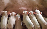 Image of baby piglets cc0