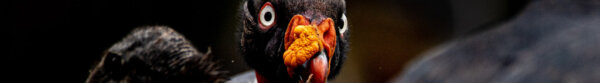 Image of an African Vulture CC0