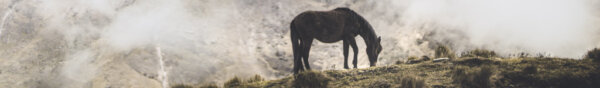 Image of a pony in the Andes mountains CC0