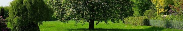 Image of an old Horse Chestnut Tree cc0