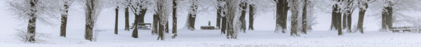 Image of trees in snow CC0