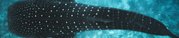 Image of a whaleshark CC0