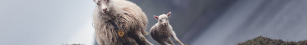 Image of Faroes Isle Ewe and lamb CC0