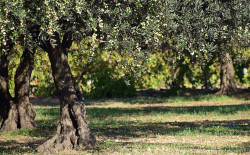 Image of Olive Trees