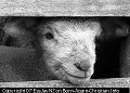 Picture of a lamb. Copyright 07 Essjay NZ creativecommons.org/licenses/by-nc-sa/2.0/