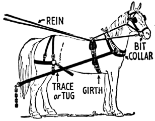 Image of an Equine Trace Harness