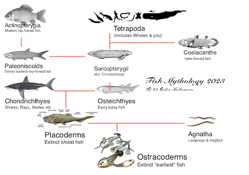 Image of fish radiation as imagined by evolutionary mythologists Copyright Colin Melbourne via Wikki Commons