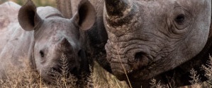 Image of White Rhino Mother abd calf c00